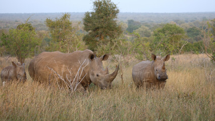 Fototapeta premium Breitmaulnashorn / Square-lipped rhinoceros / Ceratotherium simum.