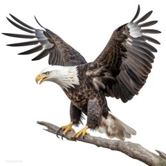 Obraz premium an isolated bald eagle (Haliaeetus leucocephalus) , Landing on a branch, preservation, Wildlife-themed, photorealistic illustration on a white background, in a JPG. Generative AI