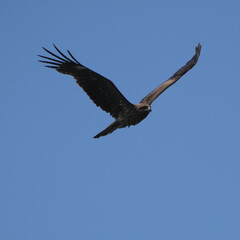 black kite in flight