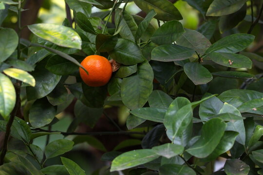Mandarinenbaum