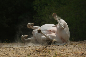 Young white horse rolling for dust bath in dry summer field on farm.