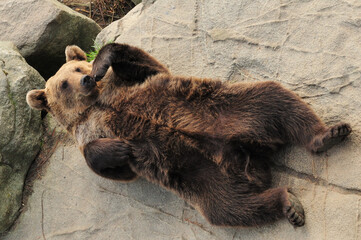Brown Bear Lying Around In Ranua Zoo Finland On A Beautiful Sunny Summer Day