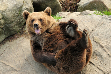 Brown Bear Having Fun In Ranua Zoo Finland On A Beautiful Sunny Summer Day