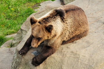 Brown Bear Resting On A Rock In Ranua Zoo Finland On A Beautiful Sunny Summer Day