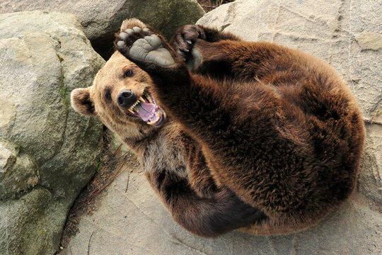 Playing Brown Bear In Ranua Zoo Finland On A Beautiful Sunny Summer Day