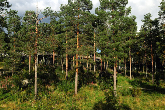 Grove With Boardwalk At Ranua Zoo Finland On A Beautiful Sunny Summer Day With A Few Clouds In The Sky