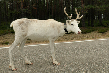 White Deer On A Highway In Finland On An Overcast Summer Day