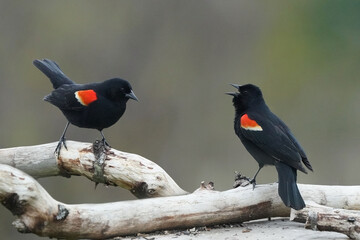 Red Winged Blackbirds calling and threatening to each other in breeding season