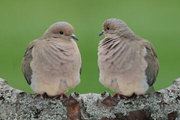Mourning doves on perch with grassy background in early spring