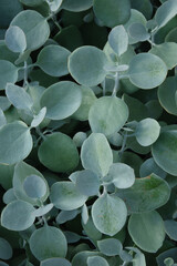 Silver Teaspoons Plant