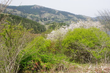 landscape of spring scene
