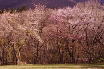 landscape of spring forest in japan