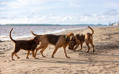 Naklejka na ściany i meble Brown bloodhounds walk together along the beach near the river