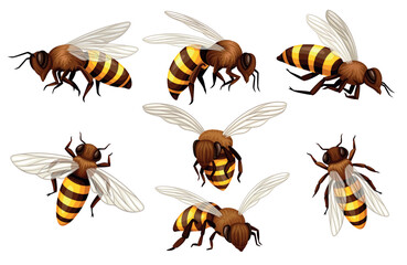 Set of bees