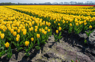Fototapeta na wymiar blooming tulips in the netherlands