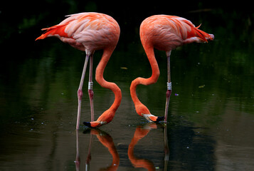 pink flamingos in the water