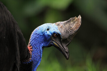 Cassowary, one of the most dangerous birds in the world.