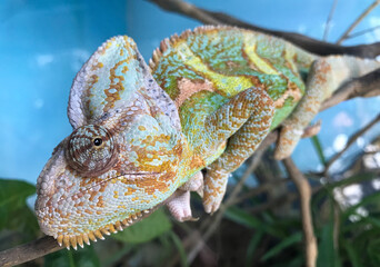 chameleon on a branch © Jaime Saldarriaga