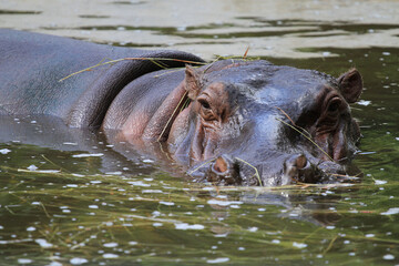 Colombian hippopotamus in the water.