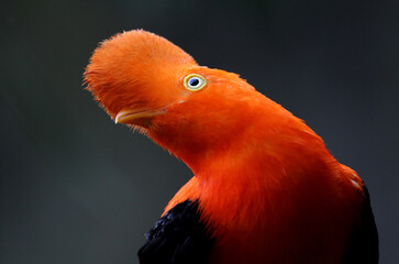 The splendid Rupicola peruvianus - cock of the rock.