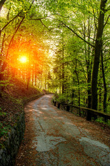 Road through the woods