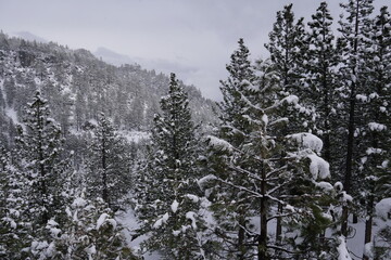 snow covered trees in Lake Tahoe, California, USA.
