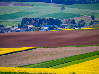 Obraz premium Rapsfelder im Frühjahr