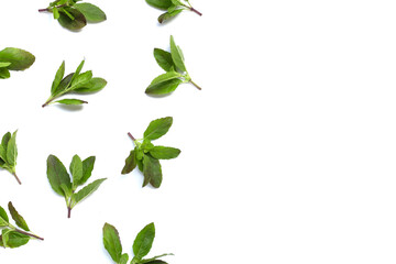 Fototapeta premium Holy basil leaves on white background.