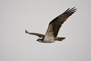 Osprey in the air