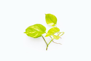 Obraz premium Golden pothos or devil's ivy leaves on white background.
