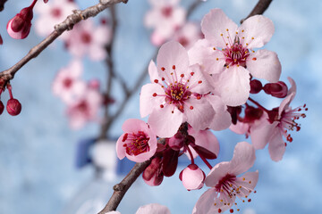 branch of a blossoming Japanese sakura tree with dew drops. Blurred blue background. Selective focus. Close-up.