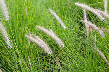 Fountain grass or pennisetum alopecuroides