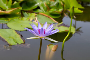 Beautiful blooming Nymphaea lotus flower with leaves, Water lily pot