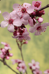 Japanese sakura tree flowers with dew drops. Blurred green background. Selective focus. Close-up.