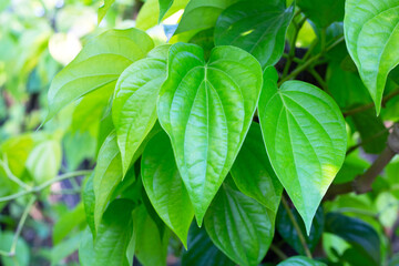 Fototapeta na wymiar Green leaves of betel plant in the garden