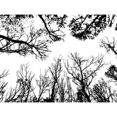 Bare deciduous tree crowns against the sky. Black and white silhouette.