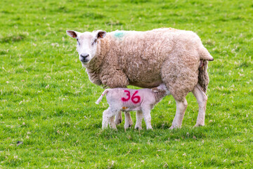 Baby lamb born in spring on green field nursing mother ewe shot in Perthshire Scotland  month of May. Lamb marked with number 36 using non toxic vegetable dye room for text
