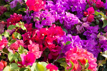 Beautiful bougainvillea flowers with green leaves