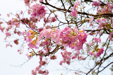 Trumpet Tree, Pink Poui, New World Trumpet, Rosy Trumpet