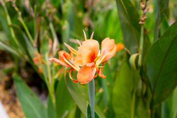 Beautiful canna flower with green leaves in the garden