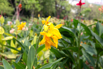 Beautiful canna flower with green leaves in the garden