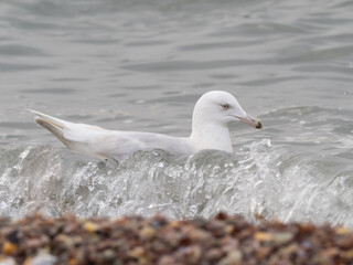A Glaucous Gull swimming in the surf in winter