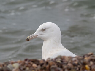A close up of the head of a Glaucous Gull feeding on a shell beach in winter