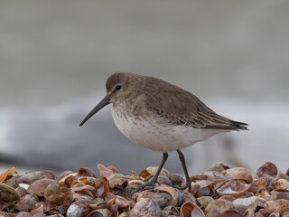 A close up of a Dunlin in winter plumage standing on a shell beach
