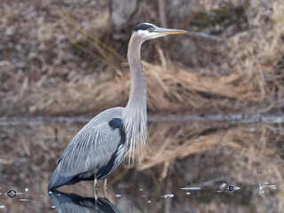 A close up of a Great Blue Heron with summer plumes and standing in water