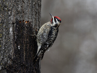 Young male Yellow-bellied Sapsucker feeding on maple tree sap
