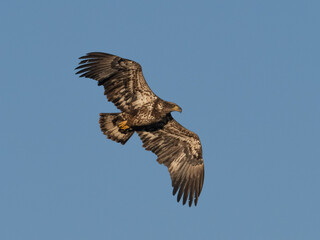 An immature Bald Eagle in flight in early morning light
