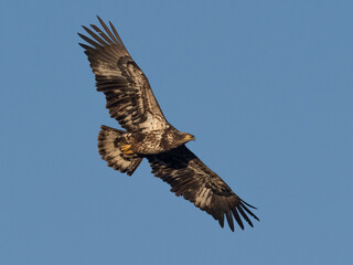 An immature Bald Eagle in flight in early morning light