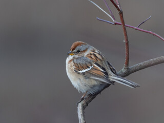 A close up of an American Tree Sparrow perched on a branch