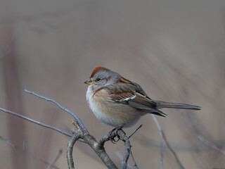 A close up of an American Tree Sparrow perched on a branch